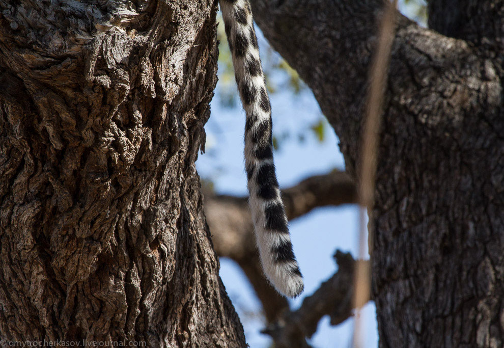 Из жизни леопардов Из жизни леопардов