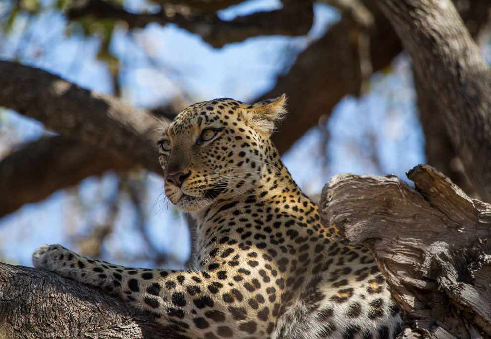 Из жизни леопардов Из жизни леопардов