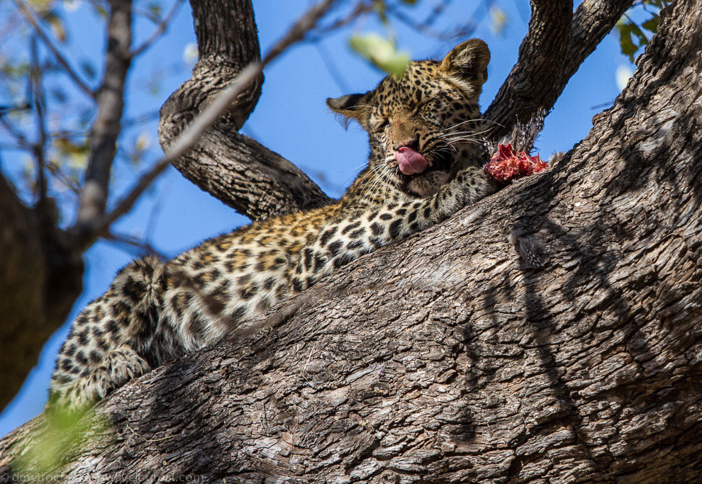 Из жизни леопардов Из жизни леопардов
