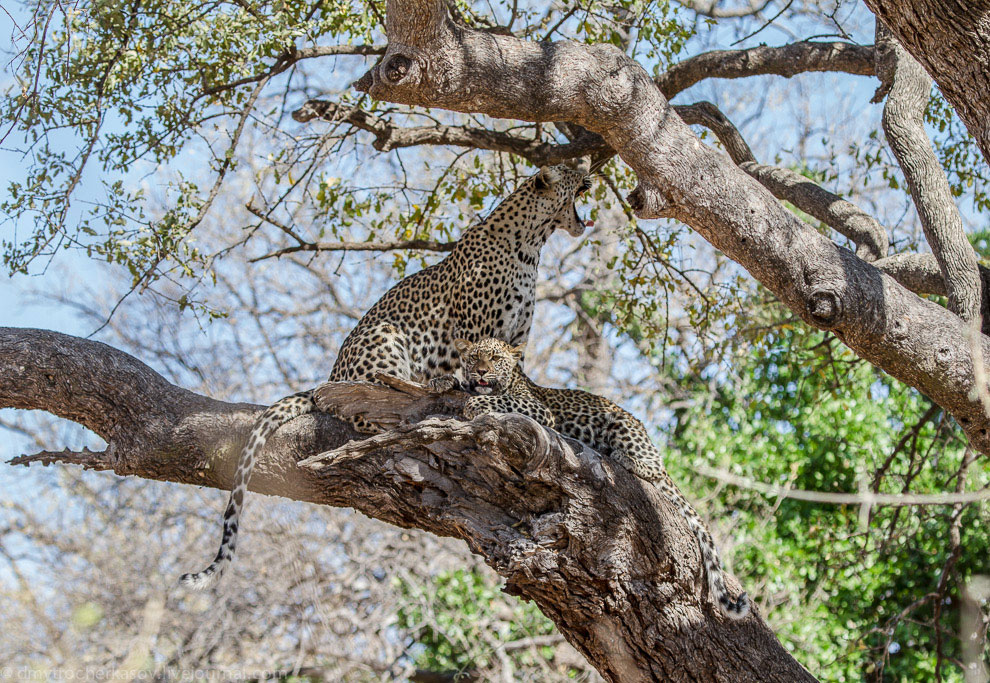 Из жизни леопардов Из жизни леопардов