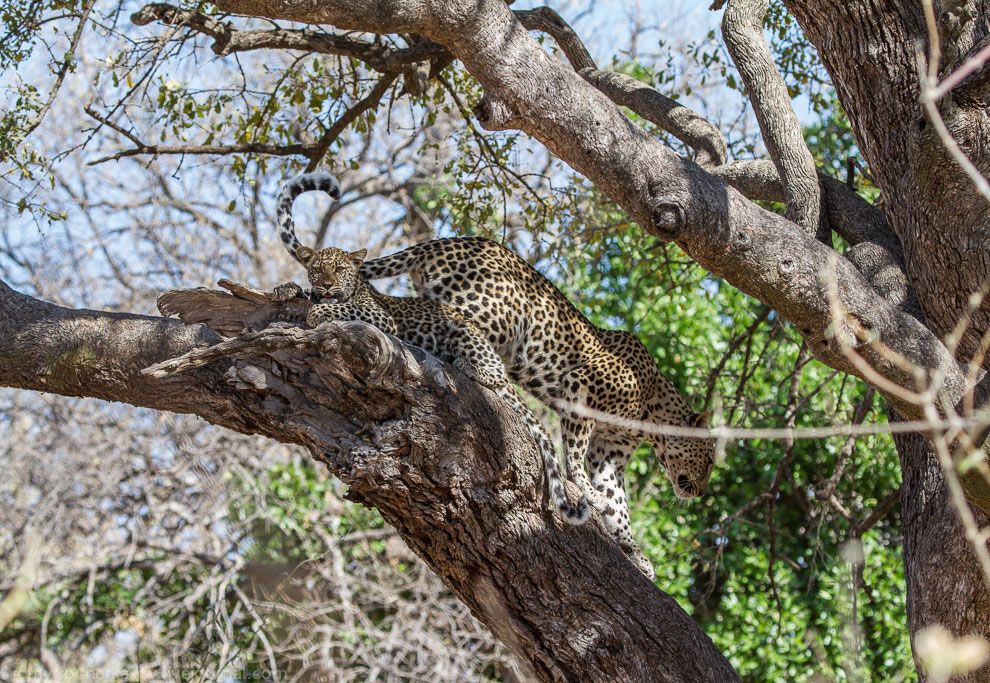 Из жизни леопардов Из жизни леопардов