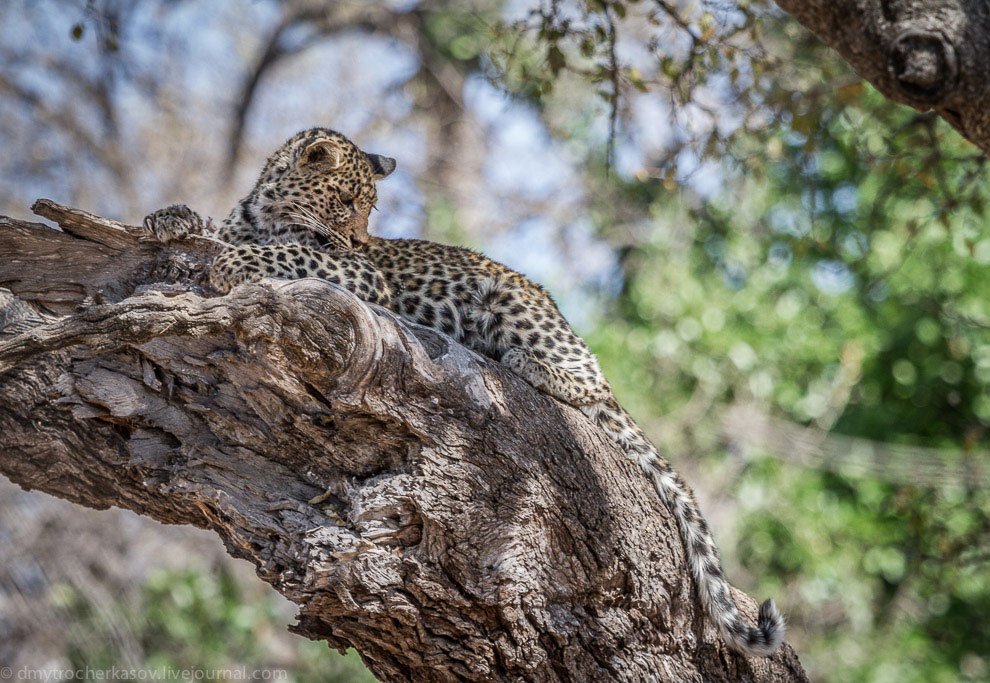 Из жизни леопардов Из жизни леопардов
