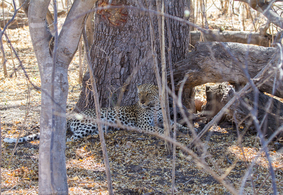 Из жизни леопардов Из жизни леопардов