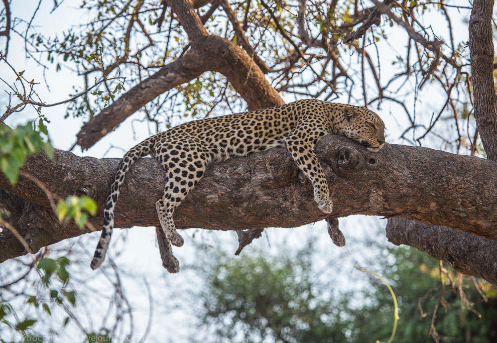 Из жизни леопардов Из жизни леопардов