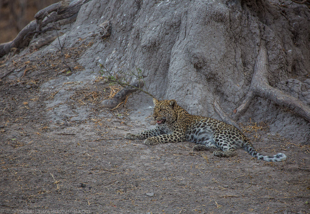 Из жизни леопардов Из жизни леопардов