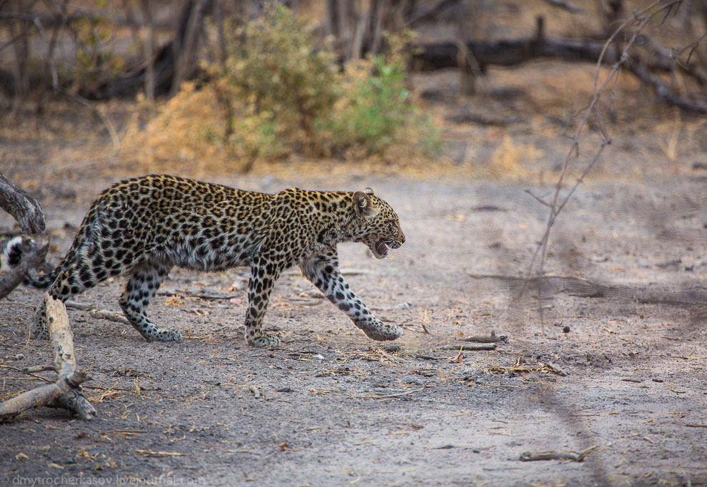 Из жизни леопардов Из жизни леопардов
