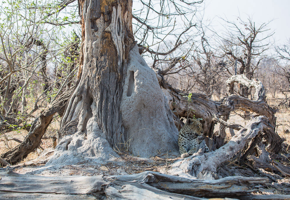 Из жизни леопардов Из жизни леопардов