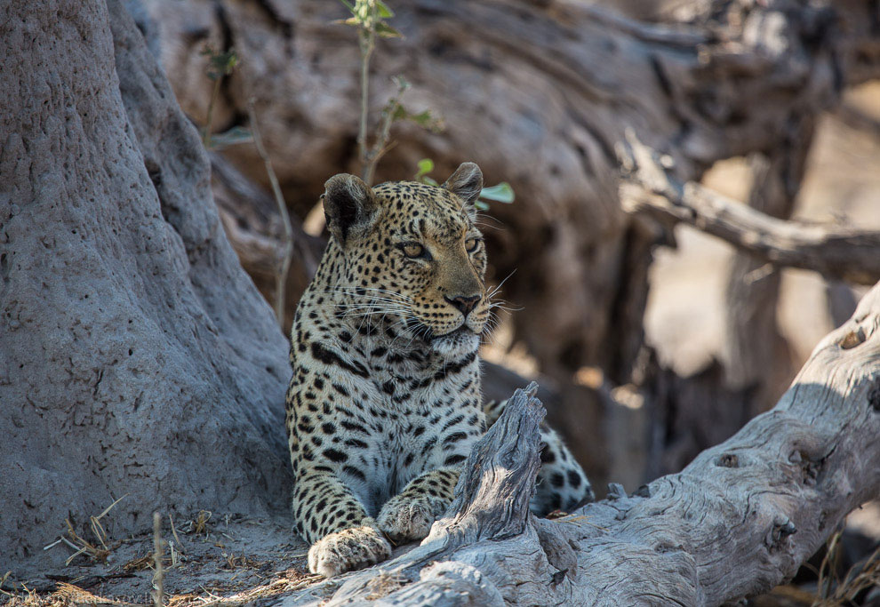 Из жизни леопардов Из жизни леопардов