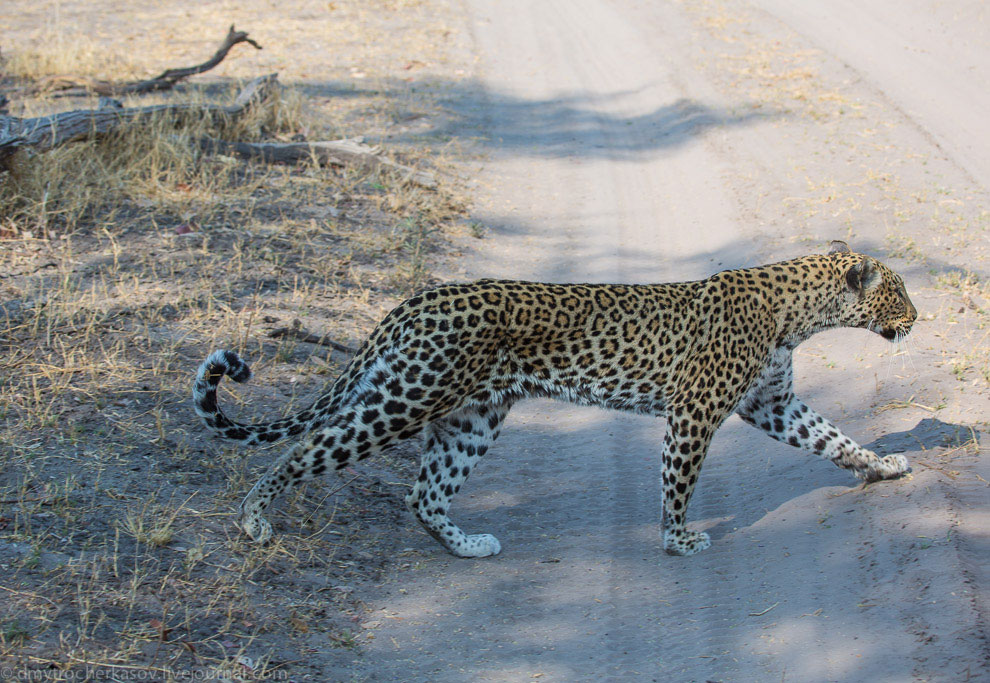 Из жизни леопардов Из жизни леопардов