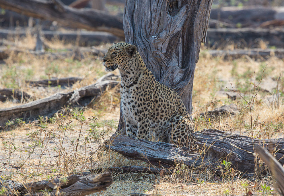 Из жизни леопардов Из жизни леопардов