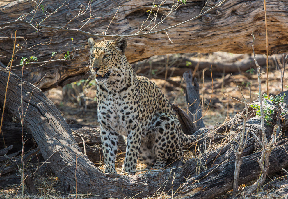 Из жизни леопардов Из жизни леопардов