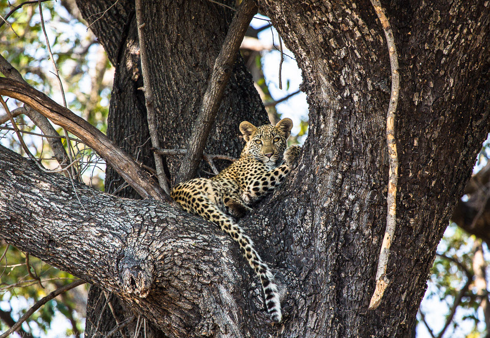 Из жизни леопардов Из жизни леопардов