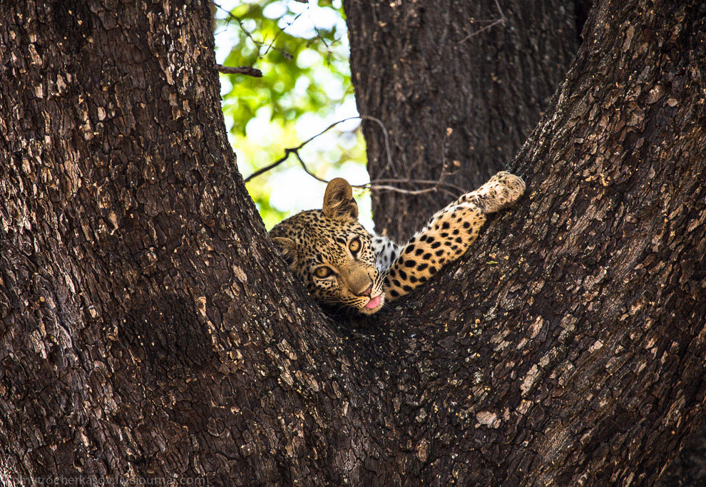 Из жизни леопардов Из жизни леопардов