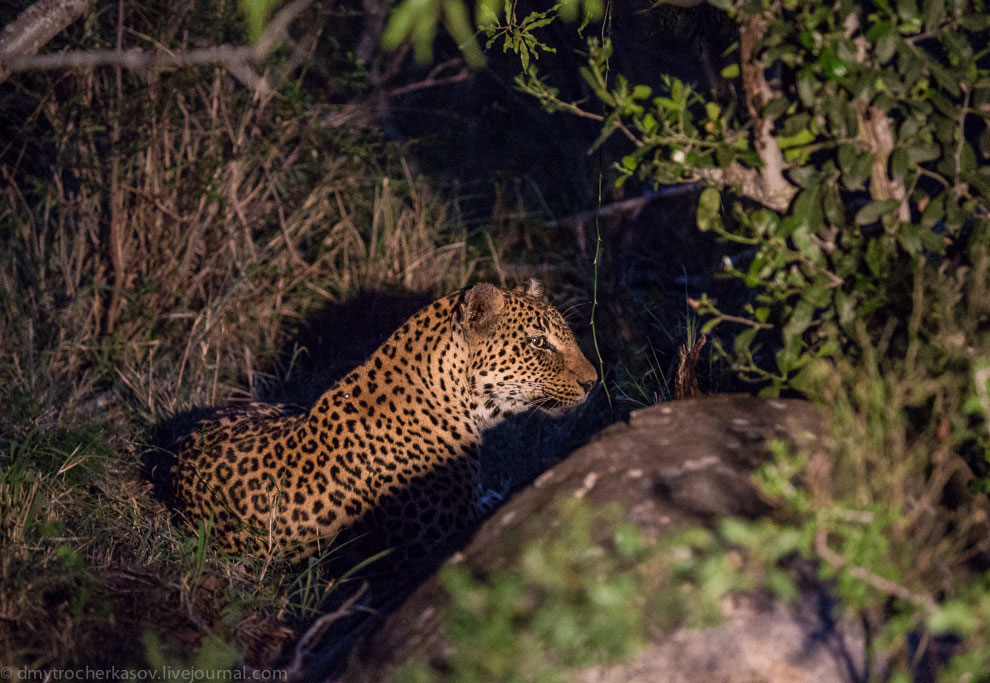 Из жизни леопардов Из жизни леопардов