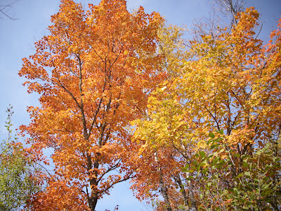 Fall Colors