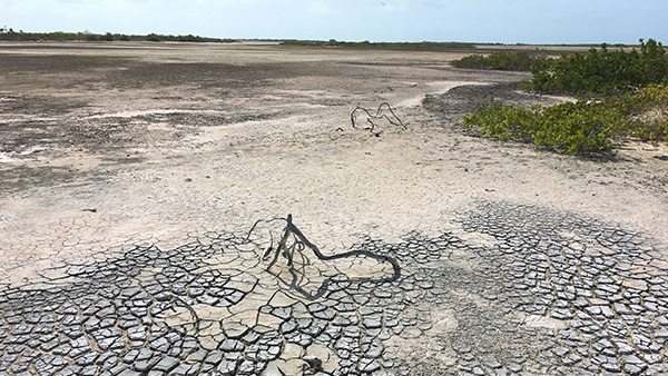 Zum Programm Vertrocknete mikrobielle Matten, Little Ambergris Cay © Sophia Roosth, 2016