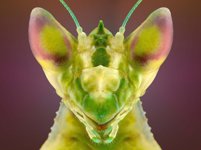 PHOTOS. Fascinants insectes 
