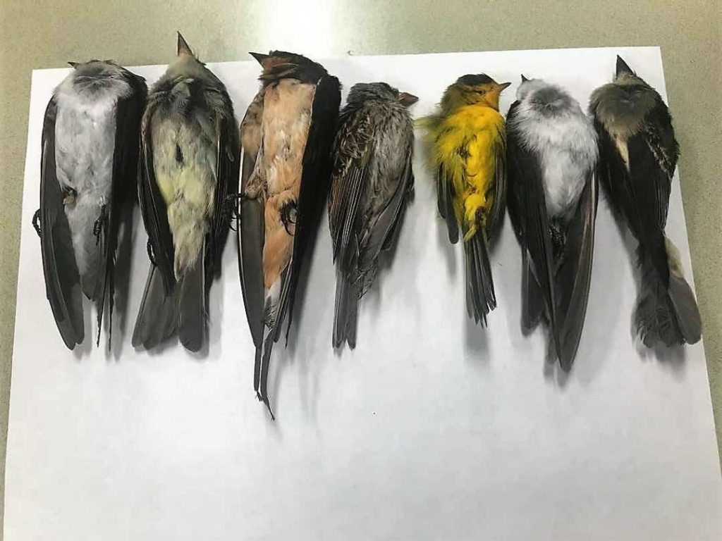 new mexico dead birds, bird death new mexico, thousands of birds die in New Mexico, why are birds dying in New Mexico
