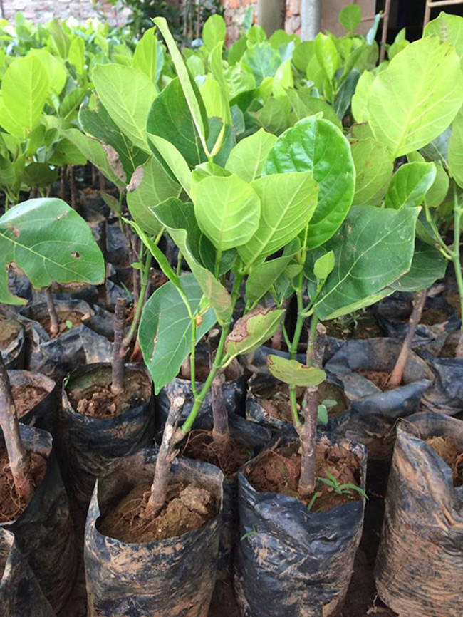 4920 10 TrongMitNCali