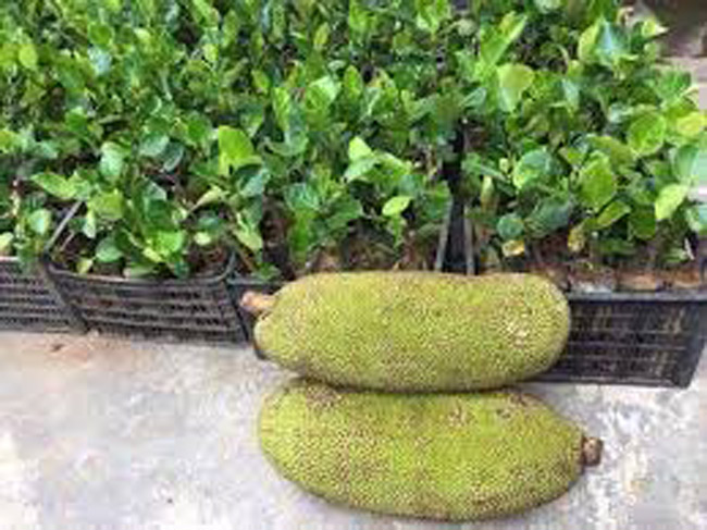 4920 12 2TraiMitNCali