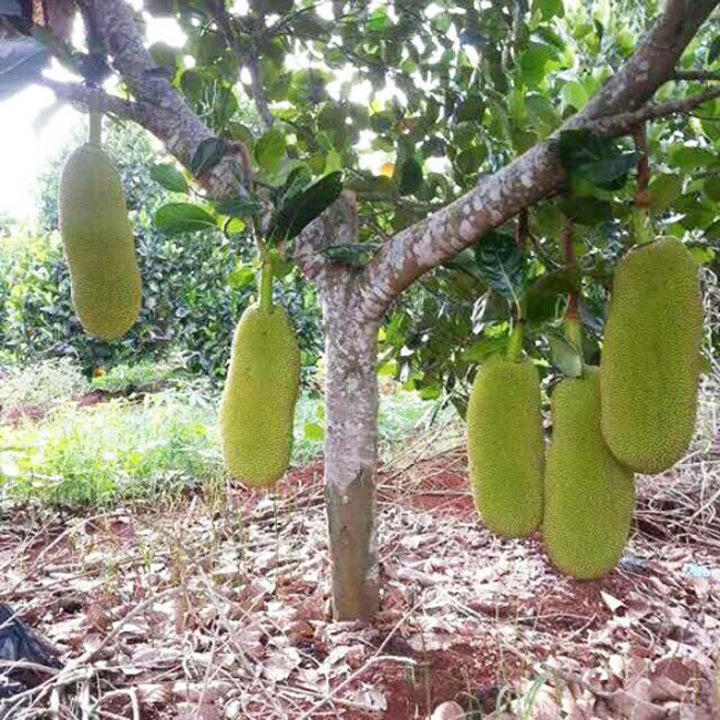 4920 9 MitTrenCayNCali