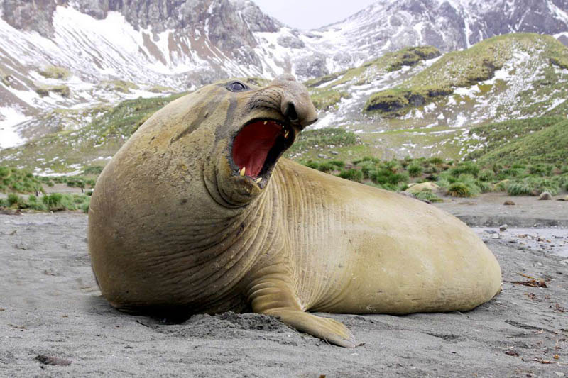 southern elephant seal bull by david shackelford 15 of the Largest Animals in the World