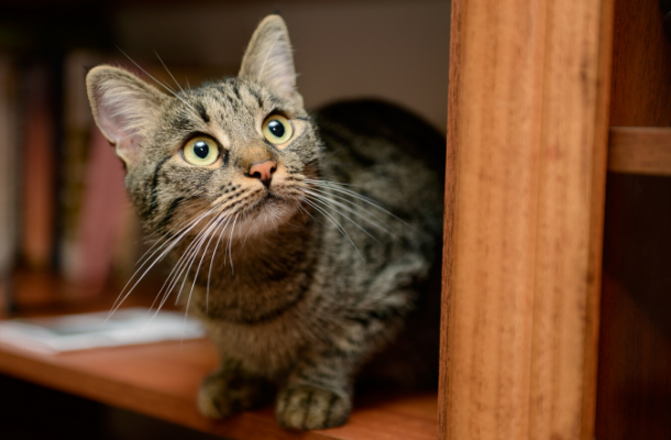 Cat on bookshelf by Nikita Starichenko Shutterstock_news.png