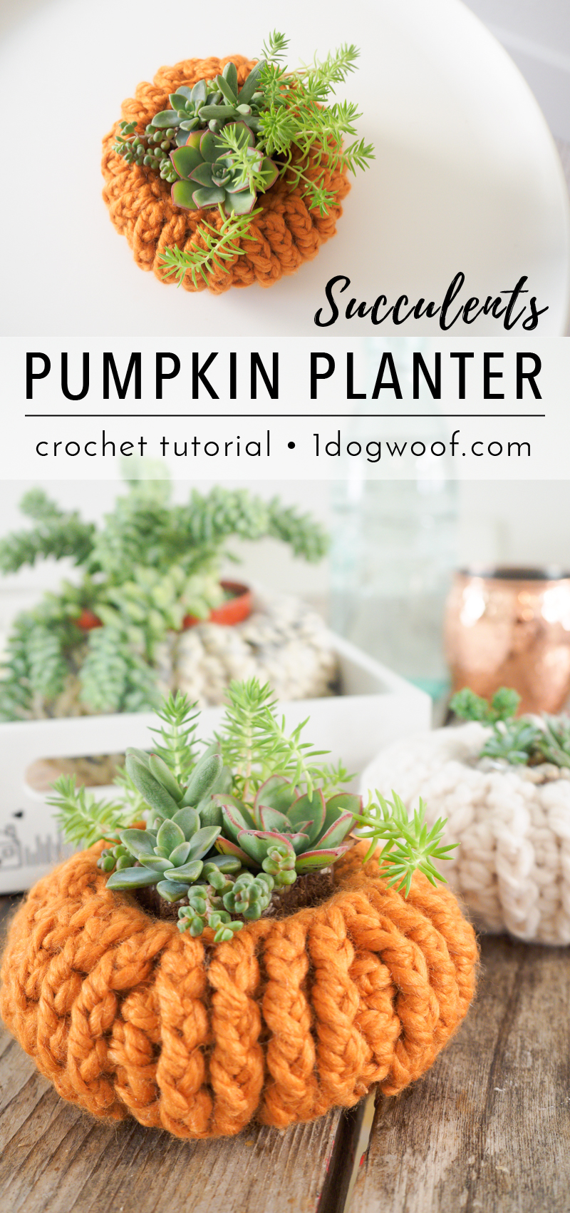 Simple crochet succulents pumpkin planters. Free pattern at 1dogwoof.com
