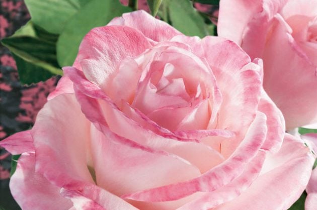 Fragrant Roses April in Paris Jackson Perkins