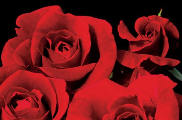 Fragrant Roses Don Juan Jackson Perkins