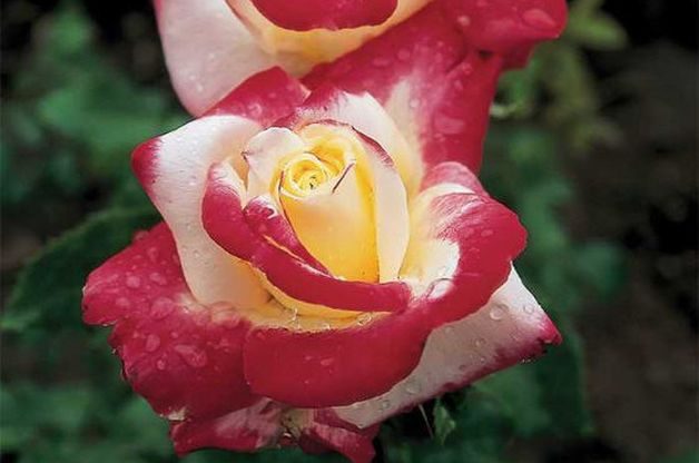 Fragrant Roses Double Delight Edmunds