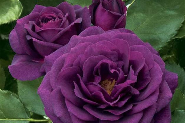 Fragrant Roses Ebb Tide Edmunds