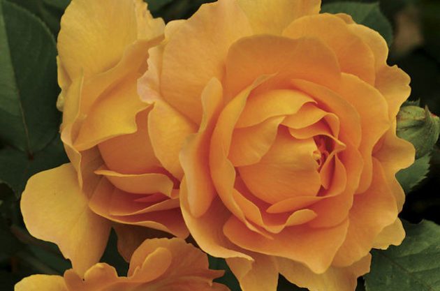 Fragrant Roses Honey Perfume Jackson Perkins
