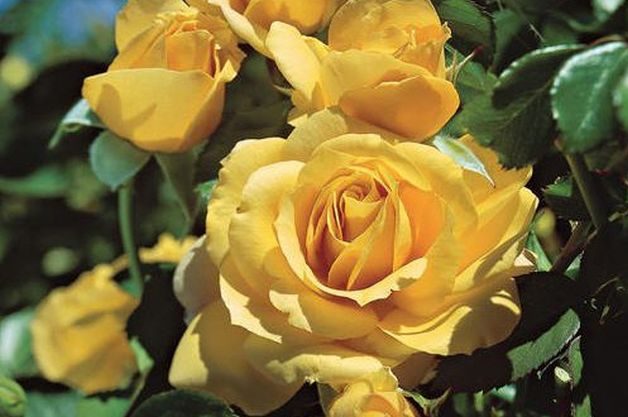 Fragrant Roses Julia Child Jackson Perkins