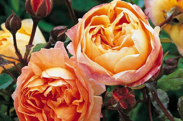 Fragrant Roses Lady Edna Hamilton David Austin