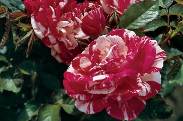 Fragrant Roses Scentimental Jackson Perkins