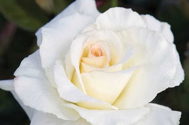 Fragrant Roses Secrets Out Edmunds