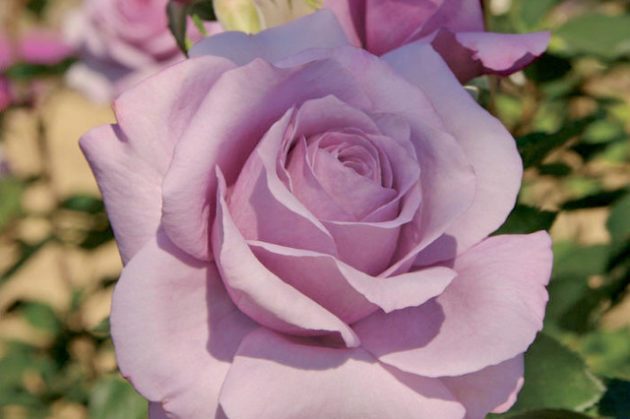 Fragrant Roses Sweetness Jackson Perkins