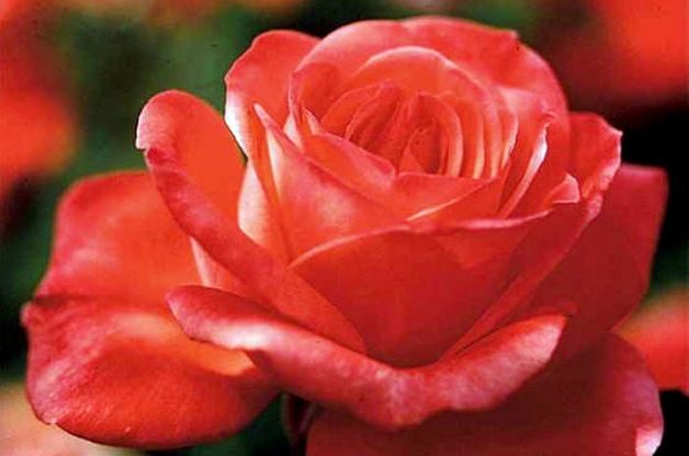 Fragrant Roses Tropicana Edmunds
