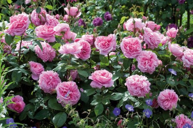 Fragrant Roses Gertrude Jekyll David Austin