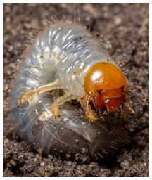 White grub