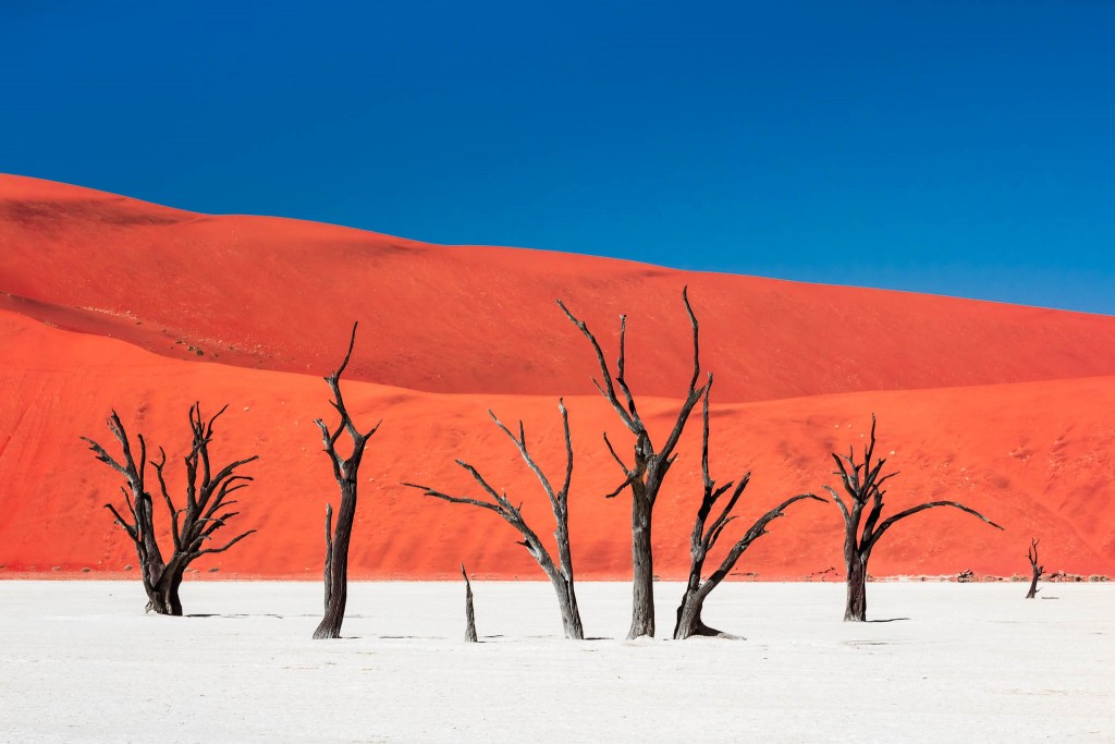 Dead Vlei, Namibia: withered trees hundreds of years old anchored in a white-clay pan, standing in striking contrast to an intensely colored, towering sand dune - by Carsten Kruger