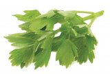 Medicamente de primăvară: Frunze verzi de leuştean şi de ţelină