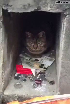 Cat protects its money
