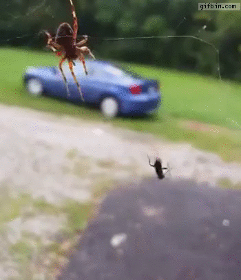 Spider nails ant