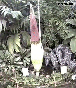 Titan Arum - world's largest flower blooming in time-lapse