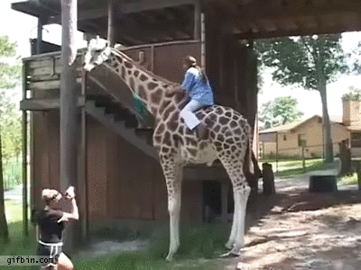 Giraffe doesn&#39;t want to be ridden