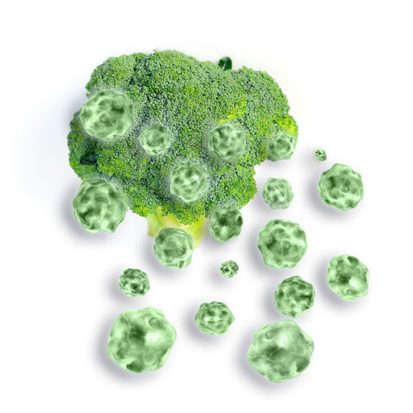 Broccoli Can Stimulate Brain Regeneration, New Research Suggests