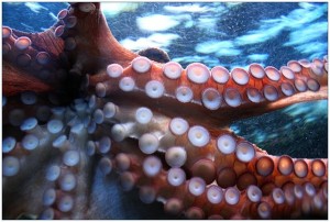 octopus underside