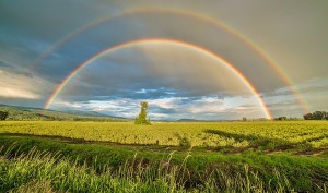 farm rainbow